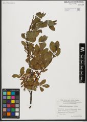 Foto von Salix waldsteiniana Willd.